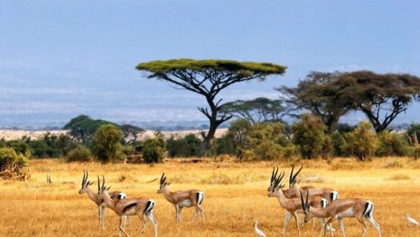 Africa3