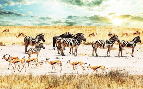 Africa4