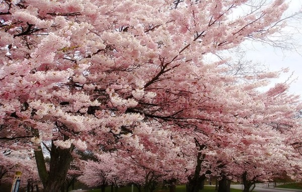 Japan5