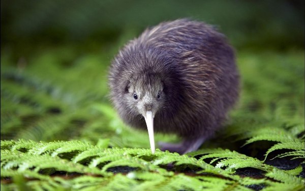 NewZealand-kiwibird