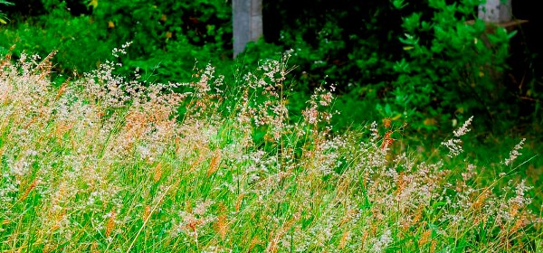 Grass