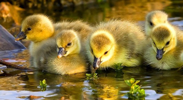 Duck1
