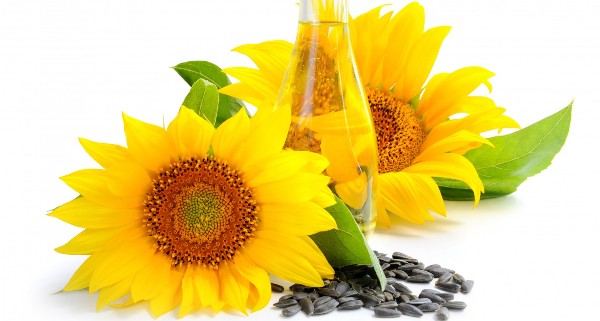 Sunflower-seed-and-oil