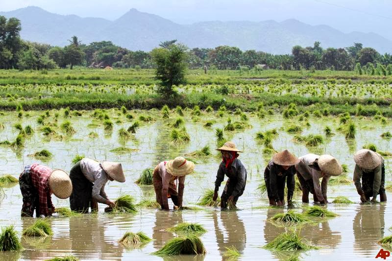 myanmar rice