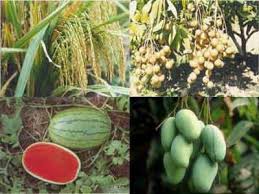 nong-lam-nghiep