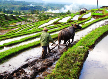 nong dan