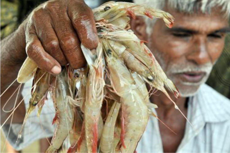India shrimp