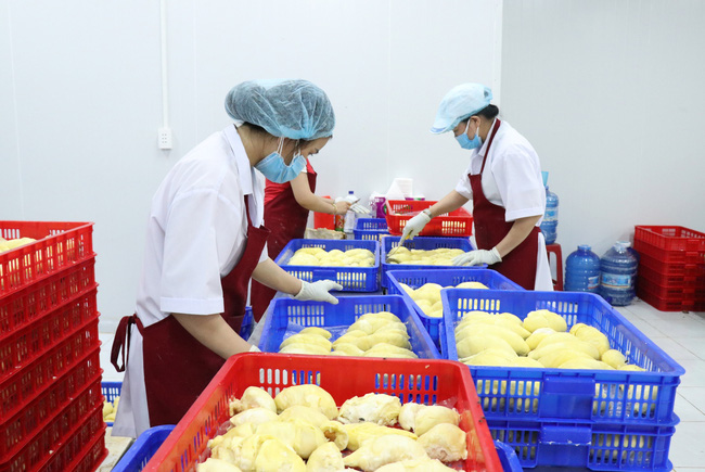 vn australia