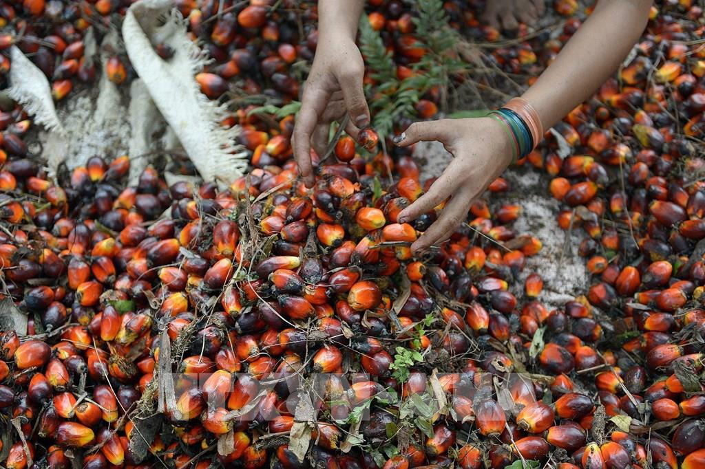 162427 indonesia do bo lenh cam xuat khau dau co