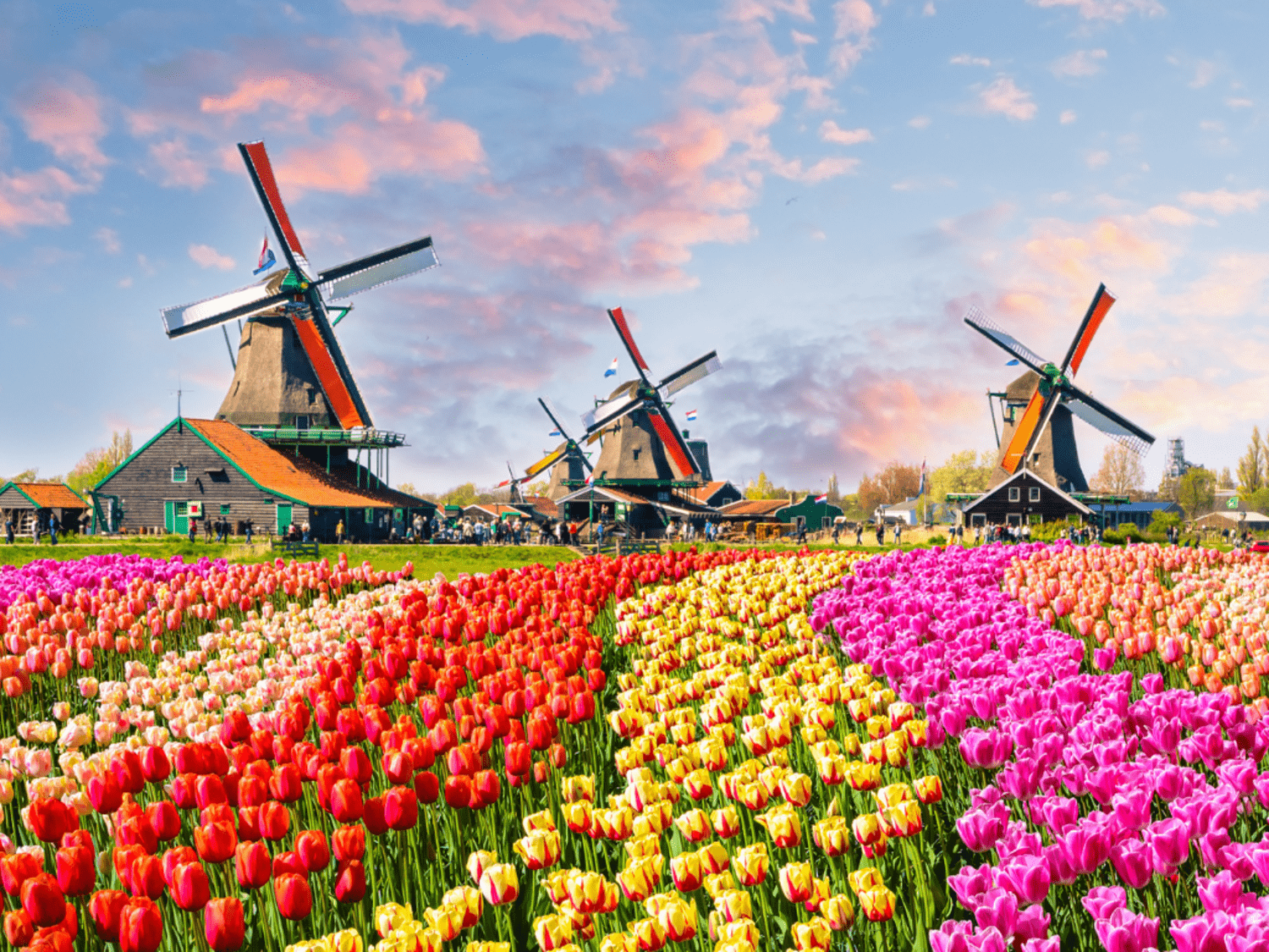 le hoi hoa tulip ha lan