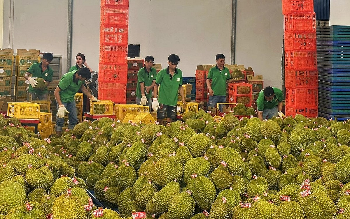 xksaurieng20241208133815