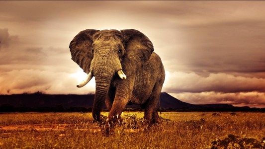 Africa