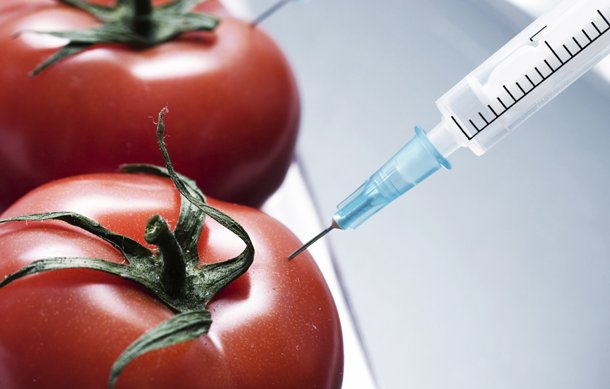 GMO-potato