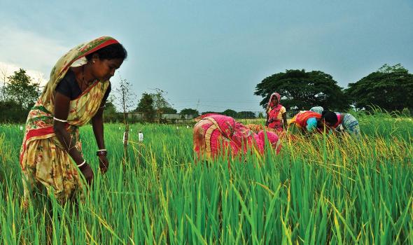 India-agriculture