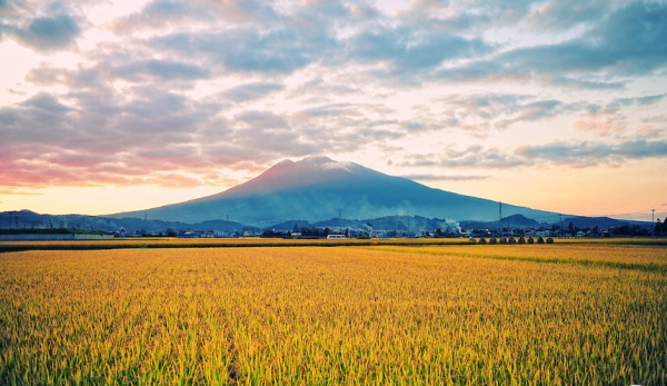 Japan-Rice