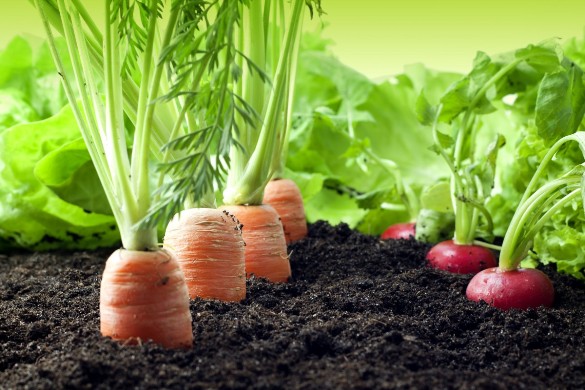 agriculture-5
