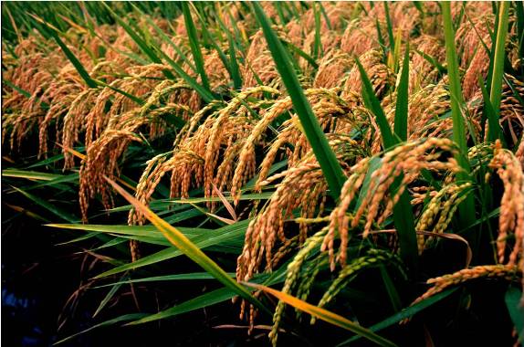 agriculture-7