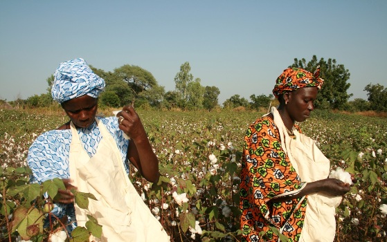 cotton