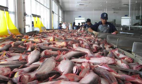 seafood-pangasius