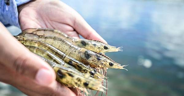 seafood-shrimp-5