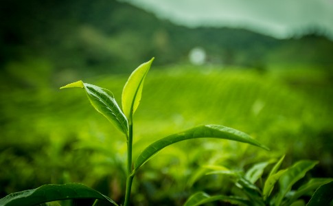 tea