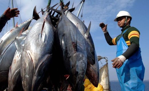 tuna-Japan