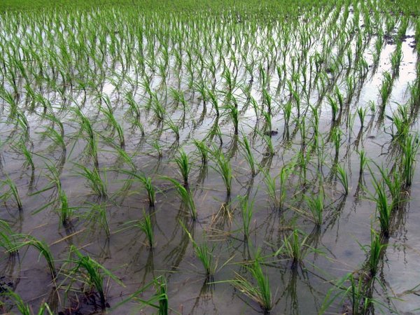 rice paddy