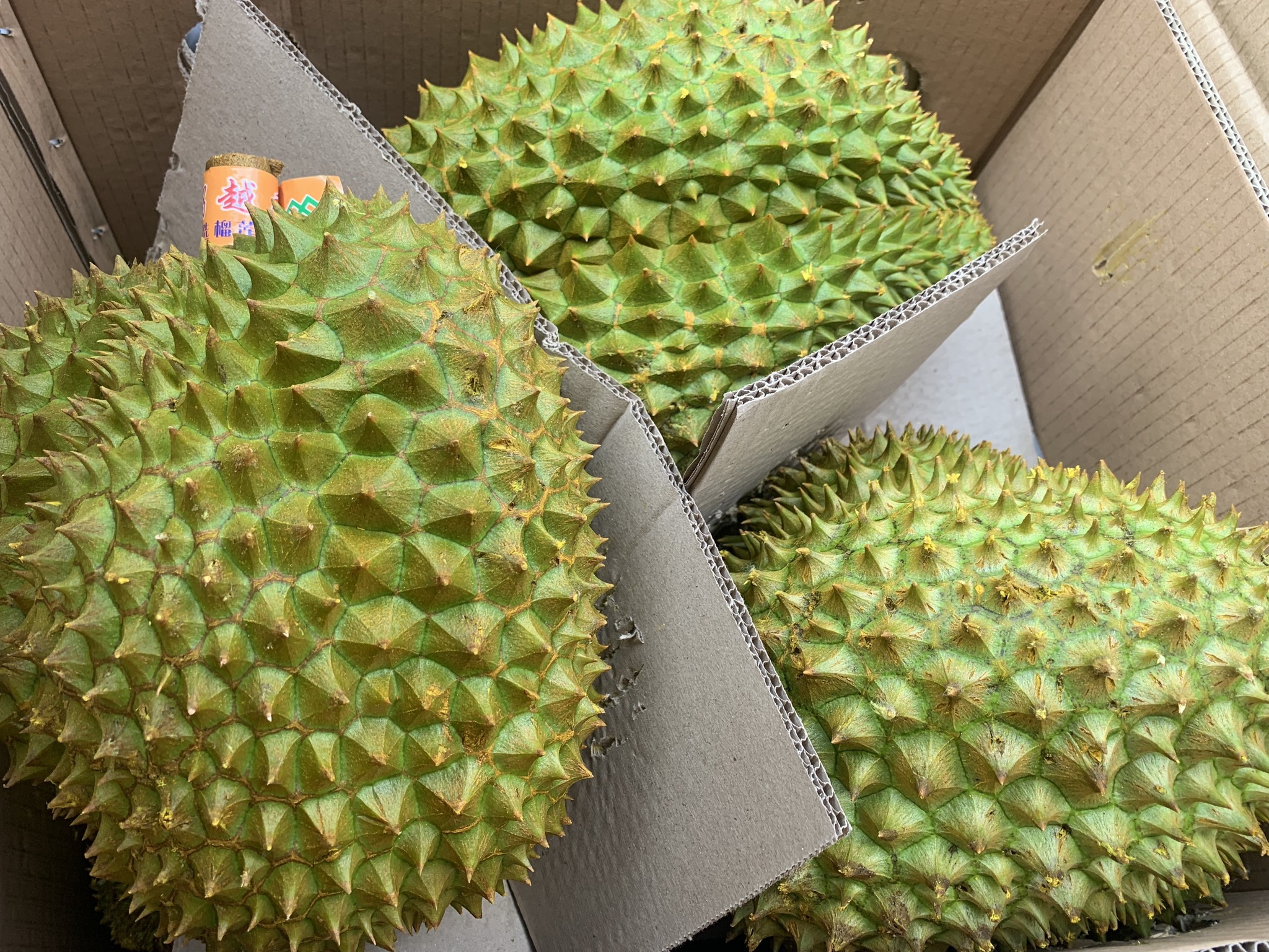 saurieng4 7973
