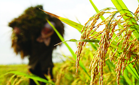 Nông nghiệp