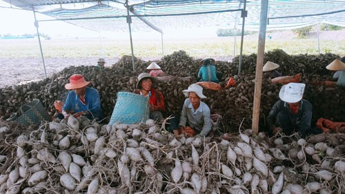 khoailang
