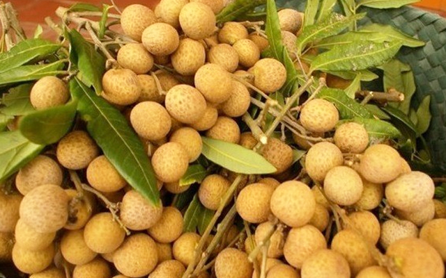 nhantuoi