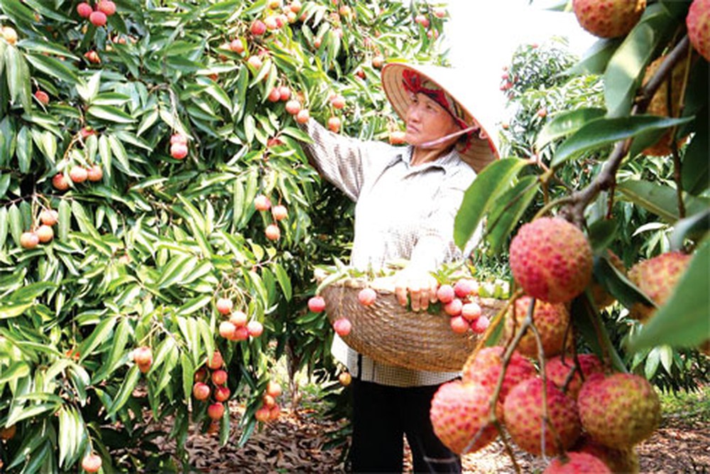 nongsanviet0603