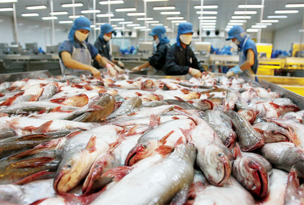 ca tra Viet Nam