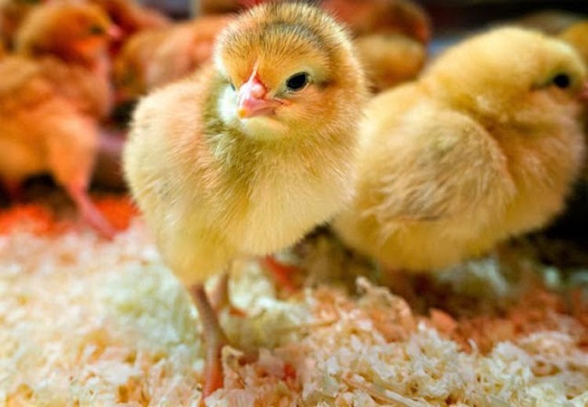chicken