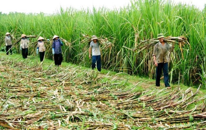 ngành mía đường 2