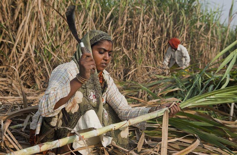 2721 indian JPG sugar cane woman